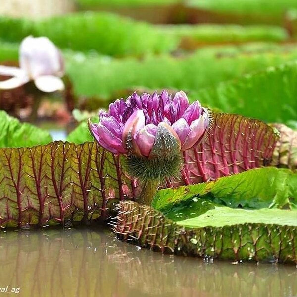 Roteiro de 7 dias em Alter do Chão – flores de vitória-régia no Canal do Jari