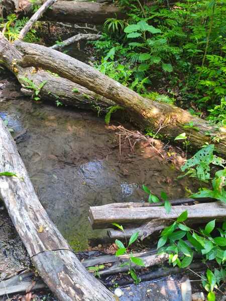 Terreno 15x300 à venda em Alter do Chão com igarapé preservado imagem de terreno em Alter do Chão com 15x300 e igarapé preservado disponível para venda