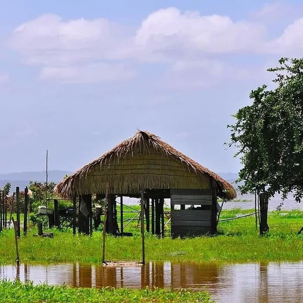 Canal do Jari: Encontro com a Natureza e Vida Ribeirinha. Passeio de canoa pelo Canal do Jari com jardins de vitórias-régias, um passeio essencial para o seu guia de viagem para Alter do Chão..