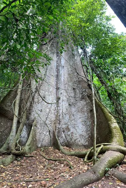Samaúma centenária da Floresta Nacional do Tapajós, a árvore mais famosa da Flona Samaúma centenária na Floresta Nacional do Tapajós, com tronco gigante e raízes tabulares, conhecida como a árvore da vida da Amazônia paraense